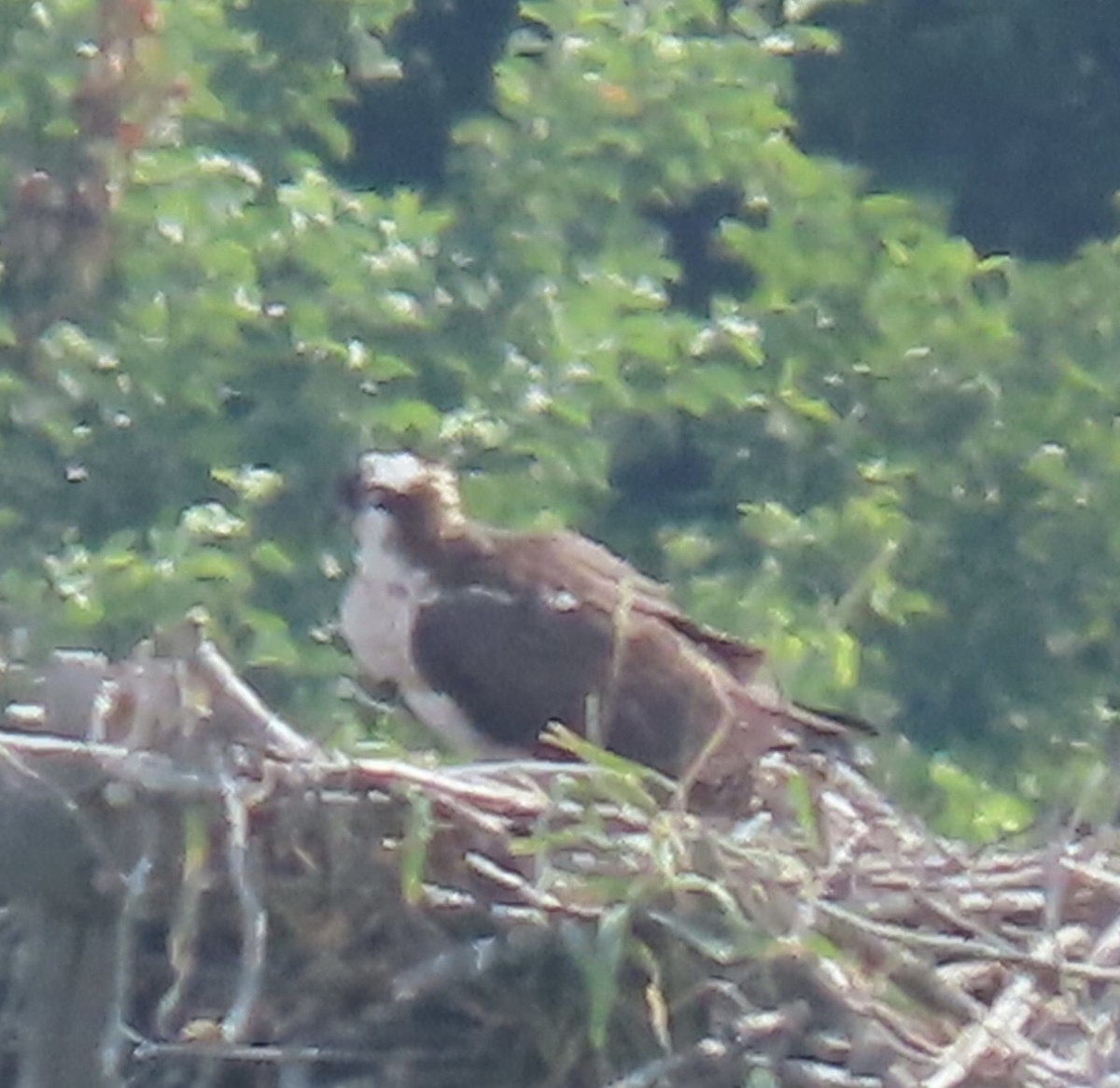 Balbuzard pêcheur - ML620682915