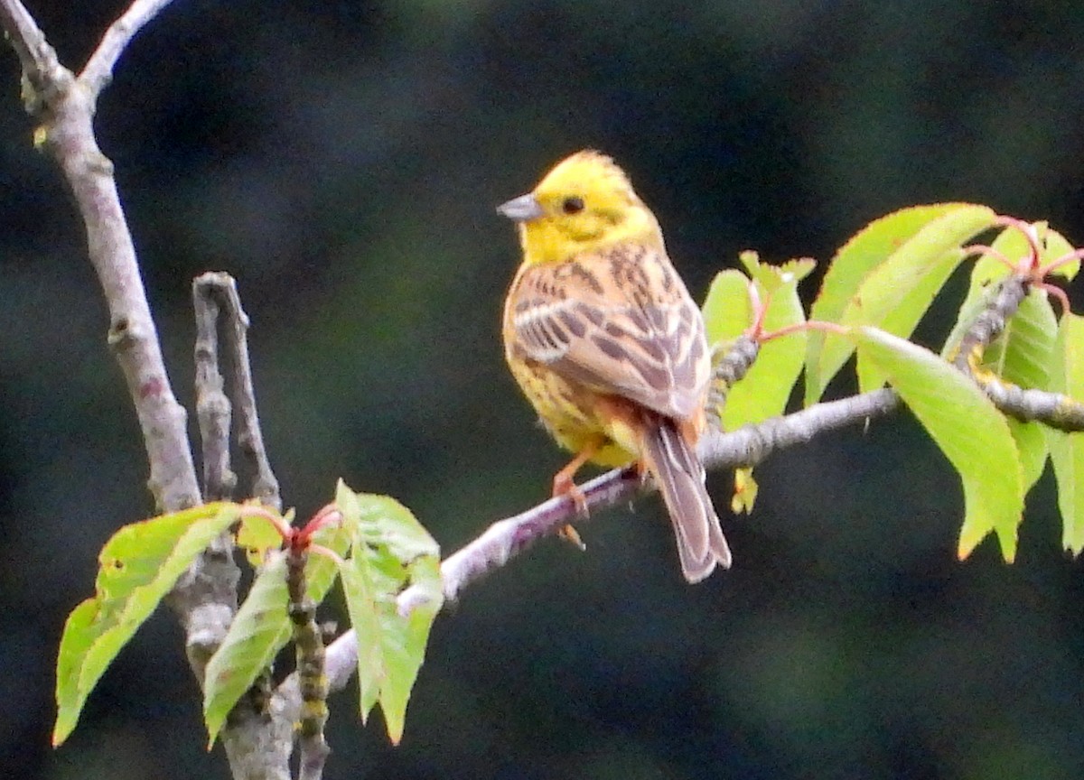 Yellowhammer - ML620682916