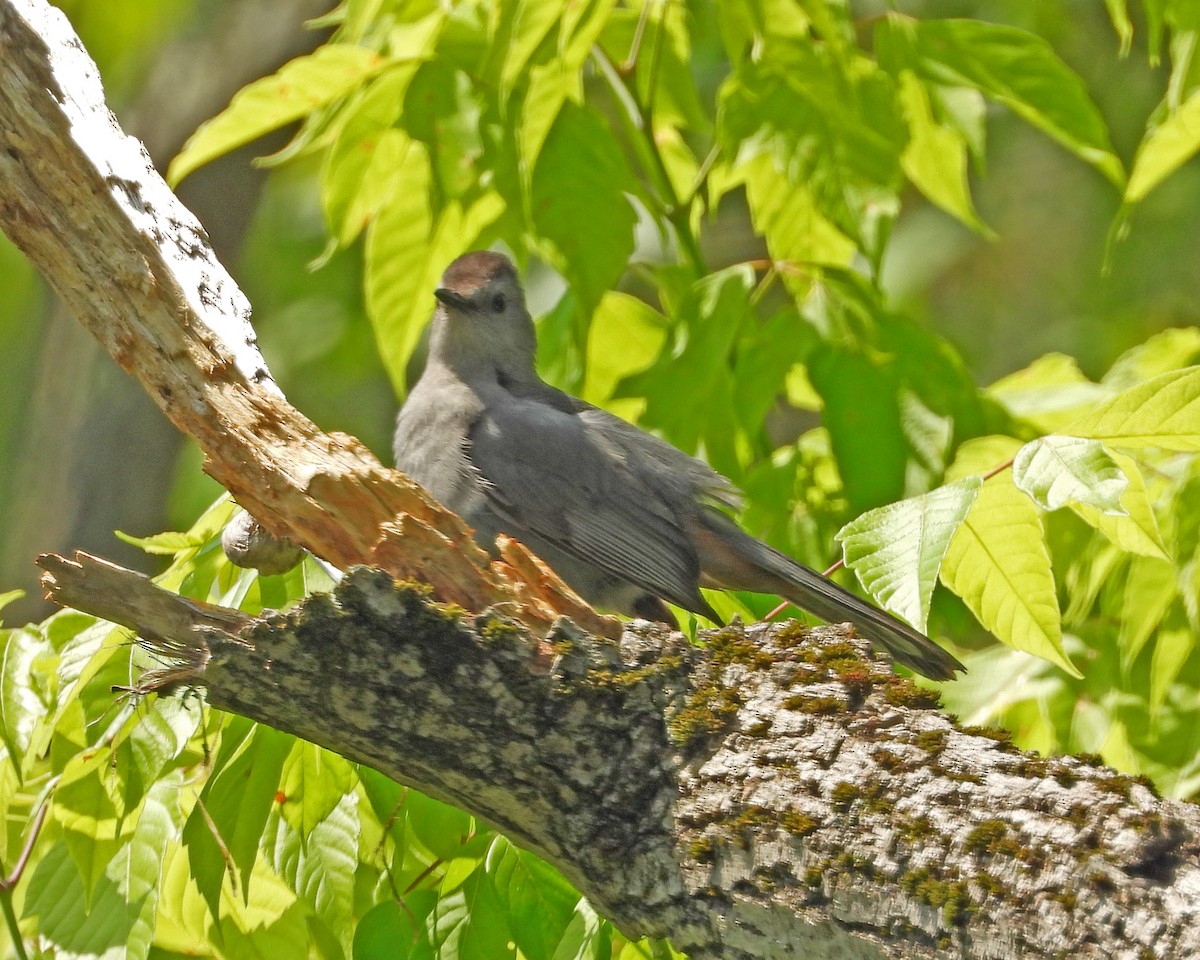 Pájaro Gato Gris - ML620682917