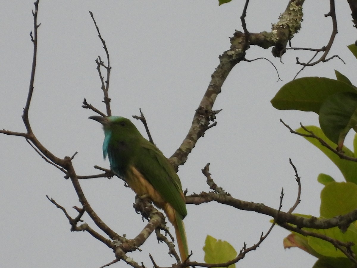 Blue-bearded Bee-eater - ML620682918