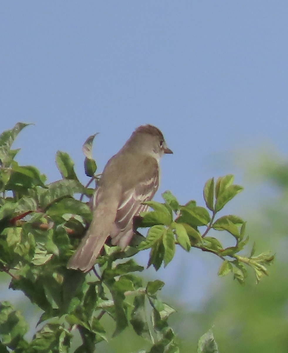 Willow Flycatcher - ML620682920