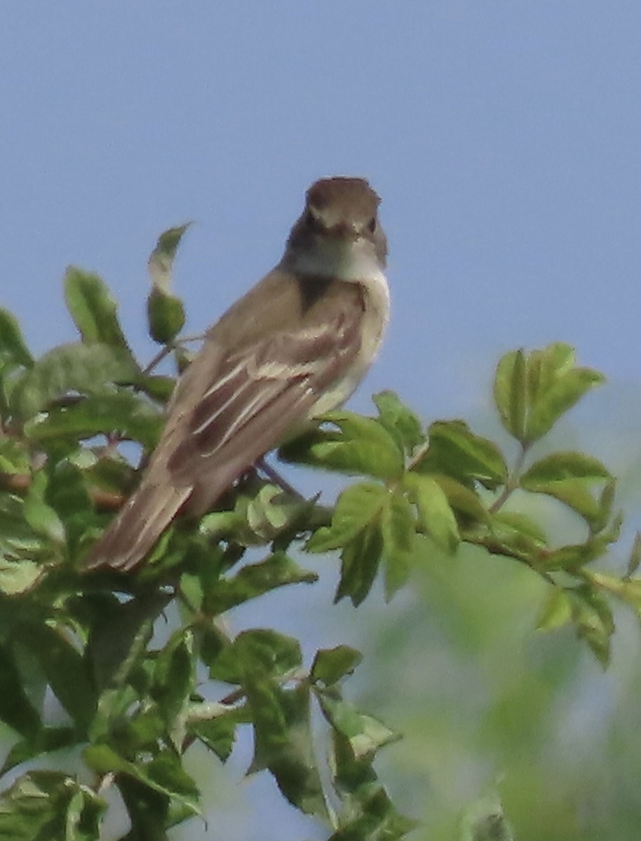 Willow Flycatcher - ML620682921