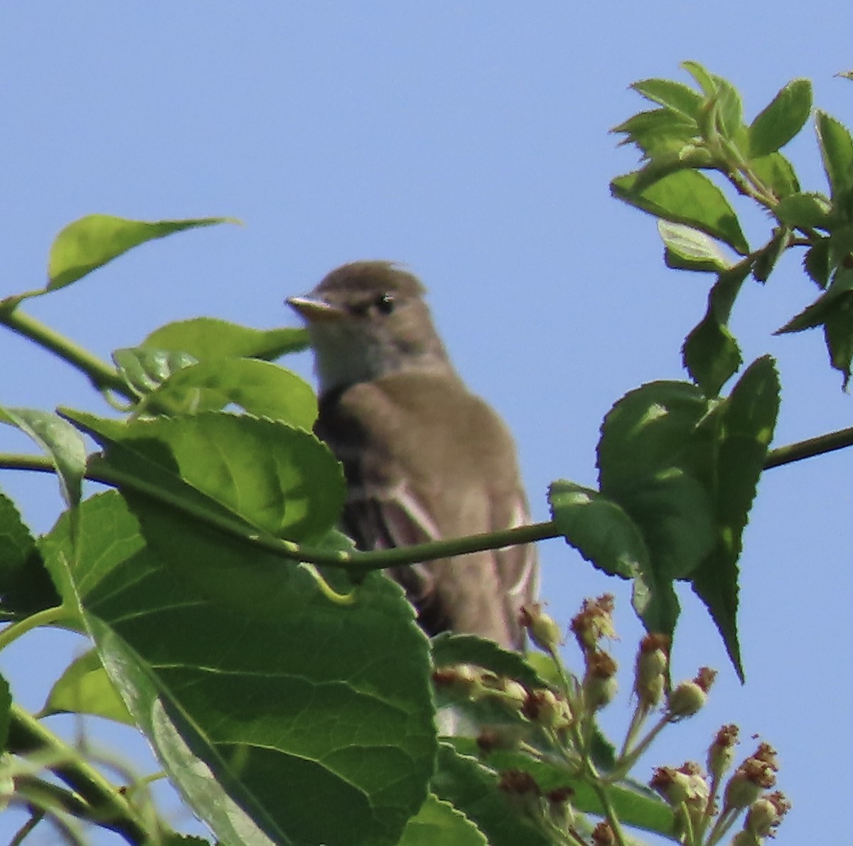 Willow Flycatcher - ML620682922