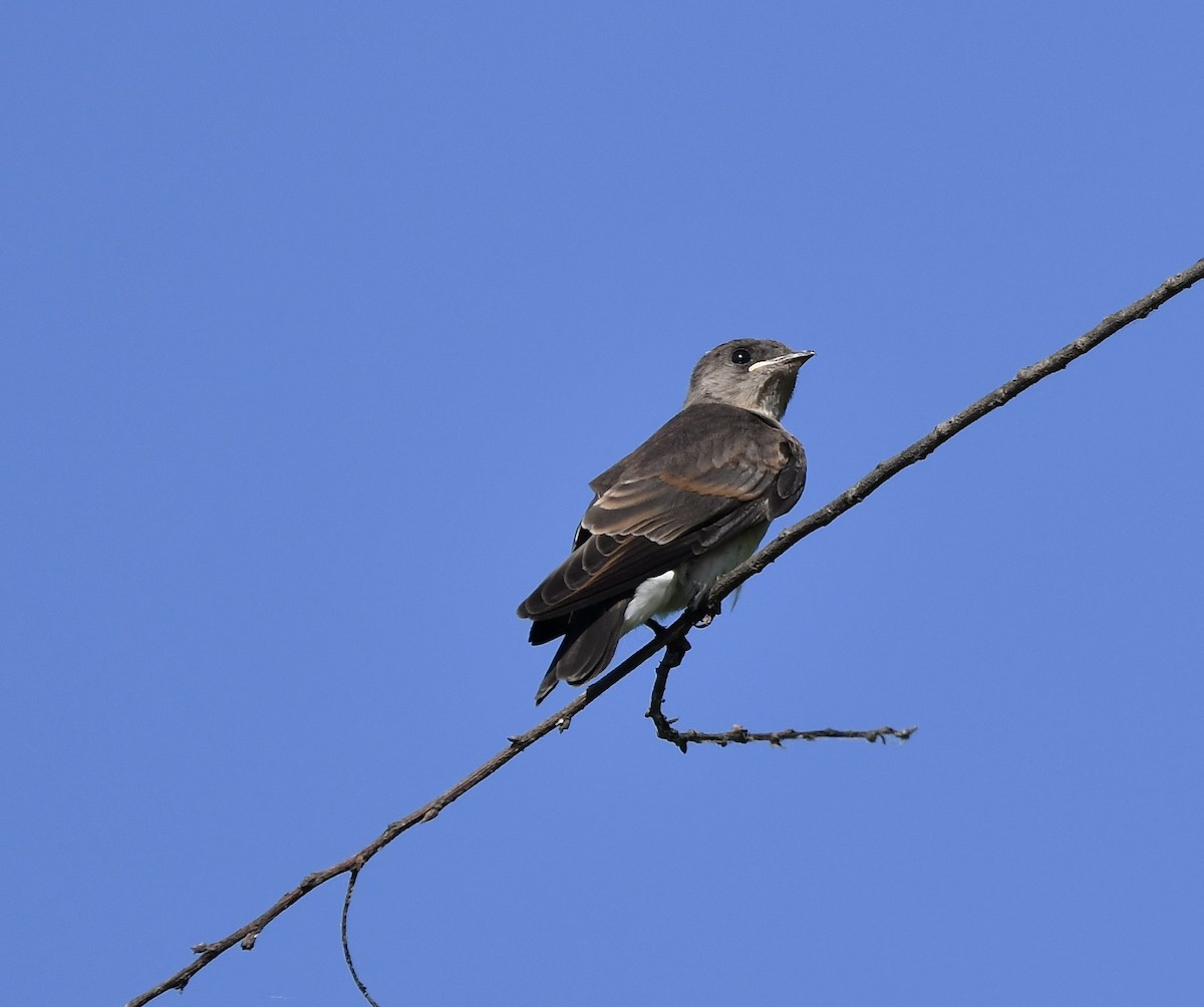 Northern Rough-winged Swallow - ML620682923