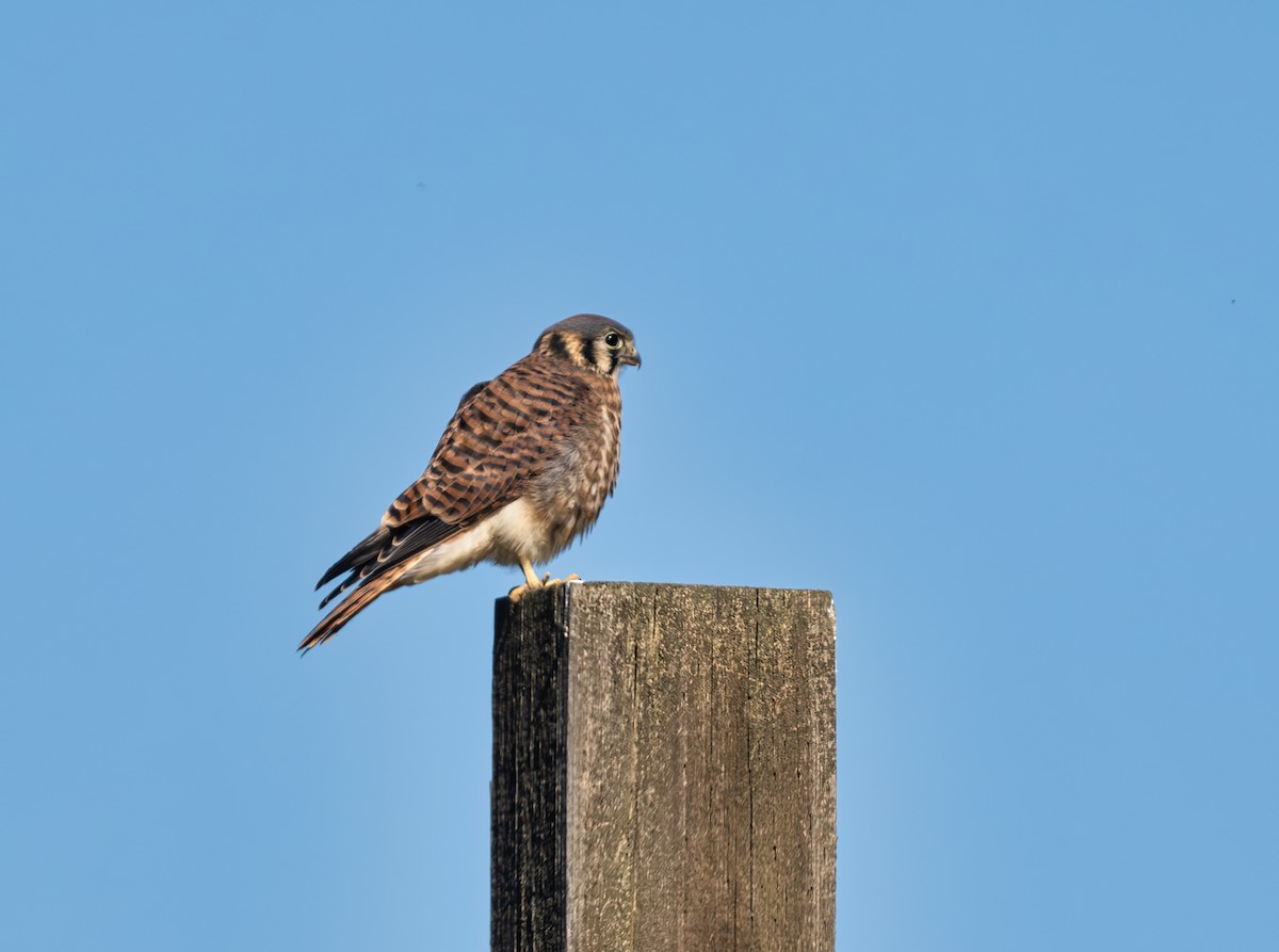 American Kestrel - ML620682926