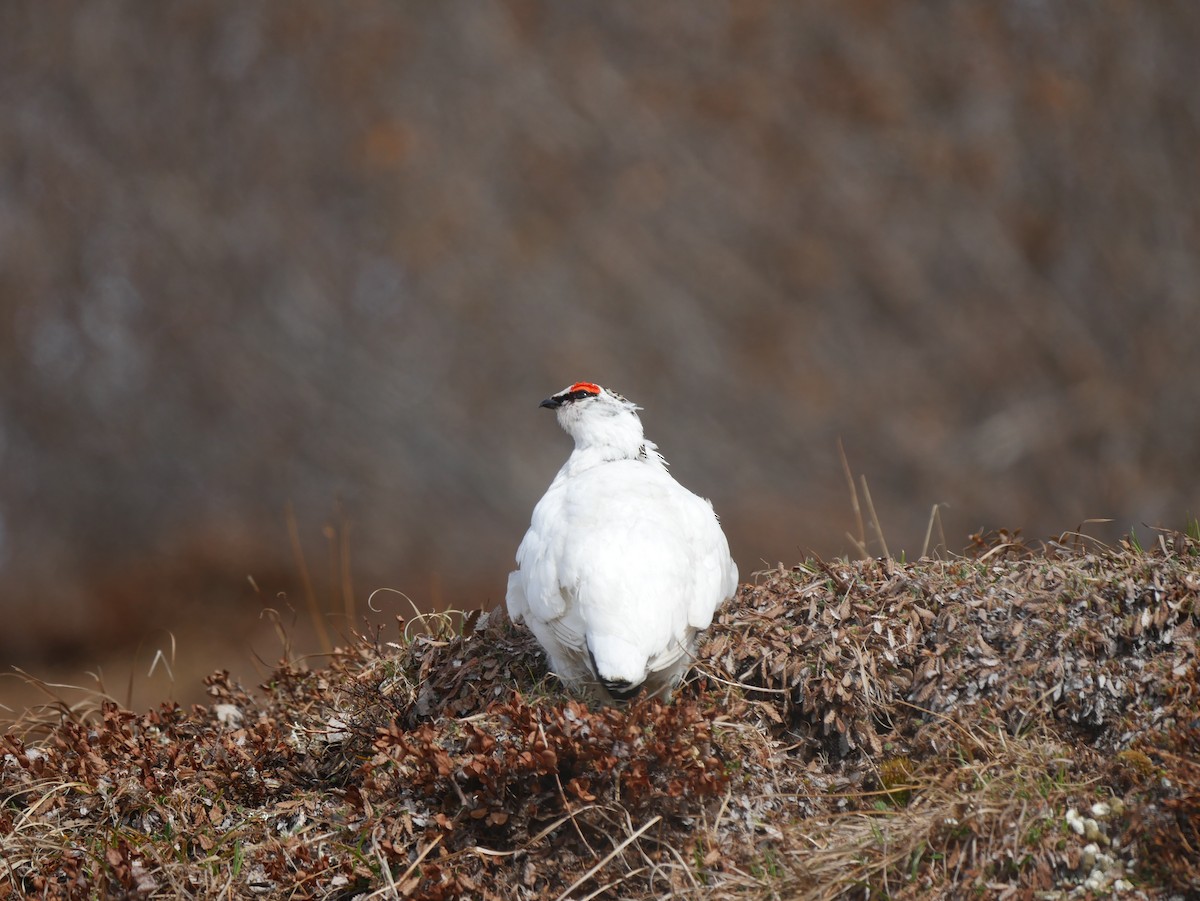 Rock Ptarmigan - Jen Walsh Fisher