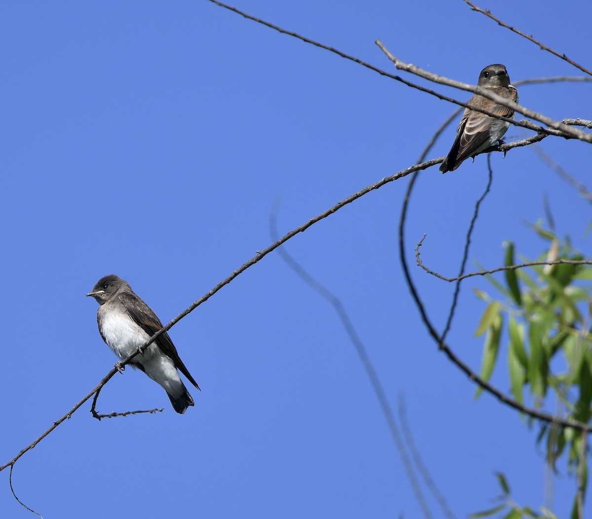 Northern Rough-winged Swallow - ML620682929