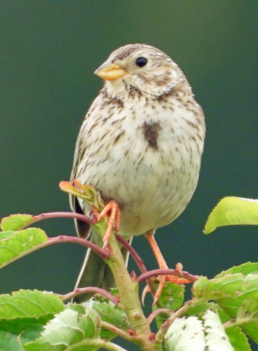 Corn Bunting - ML620682931