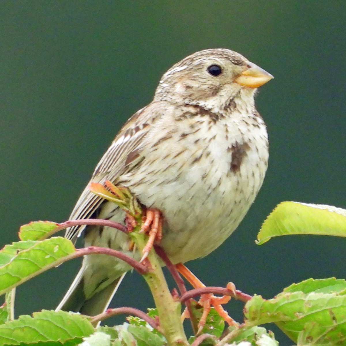 Corn Bunting - ML620682933