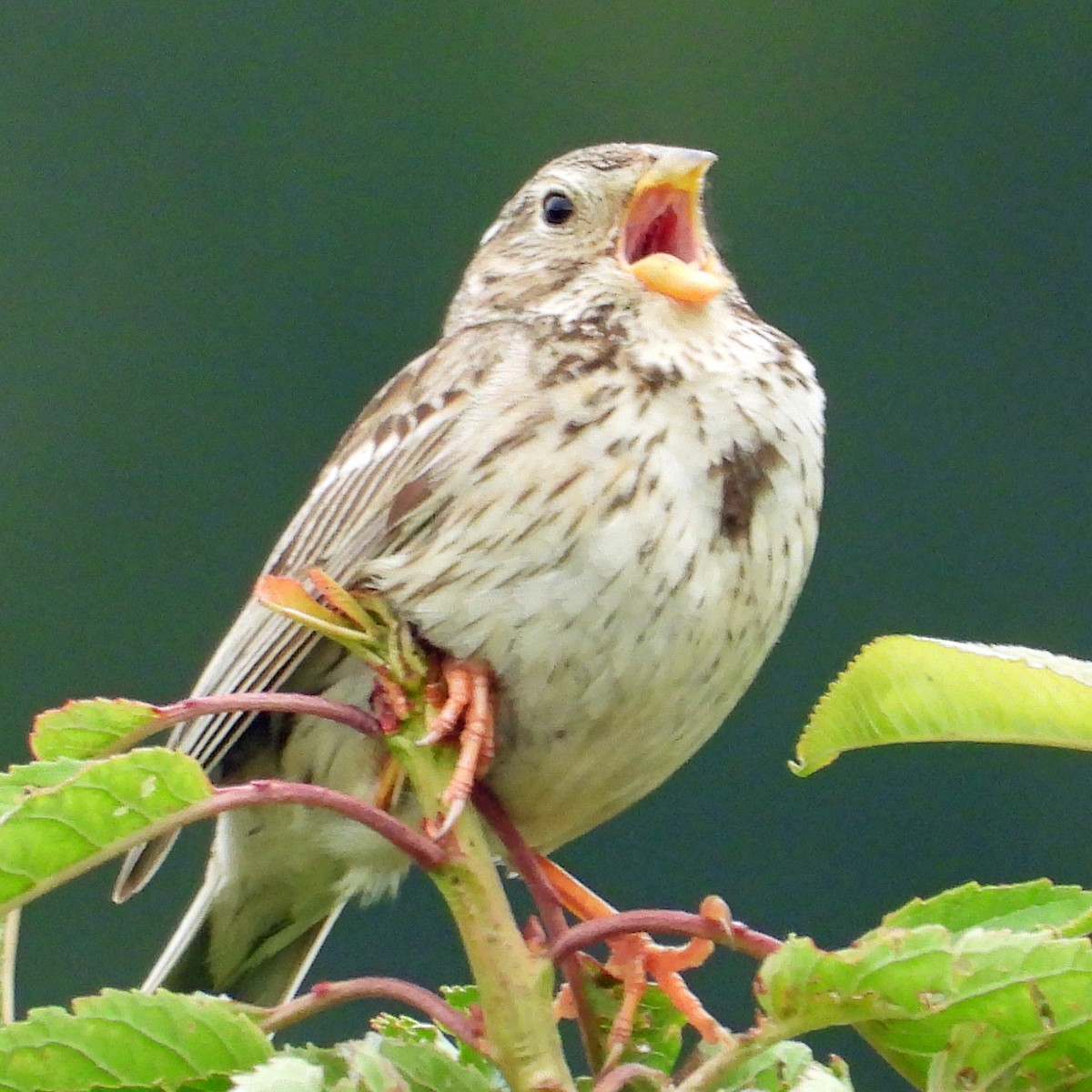 Corn Bunting - ML620682935