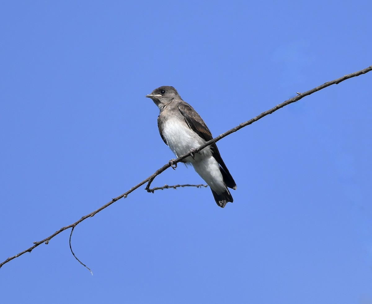 Northern Rough-winged Swallow - ML620682937