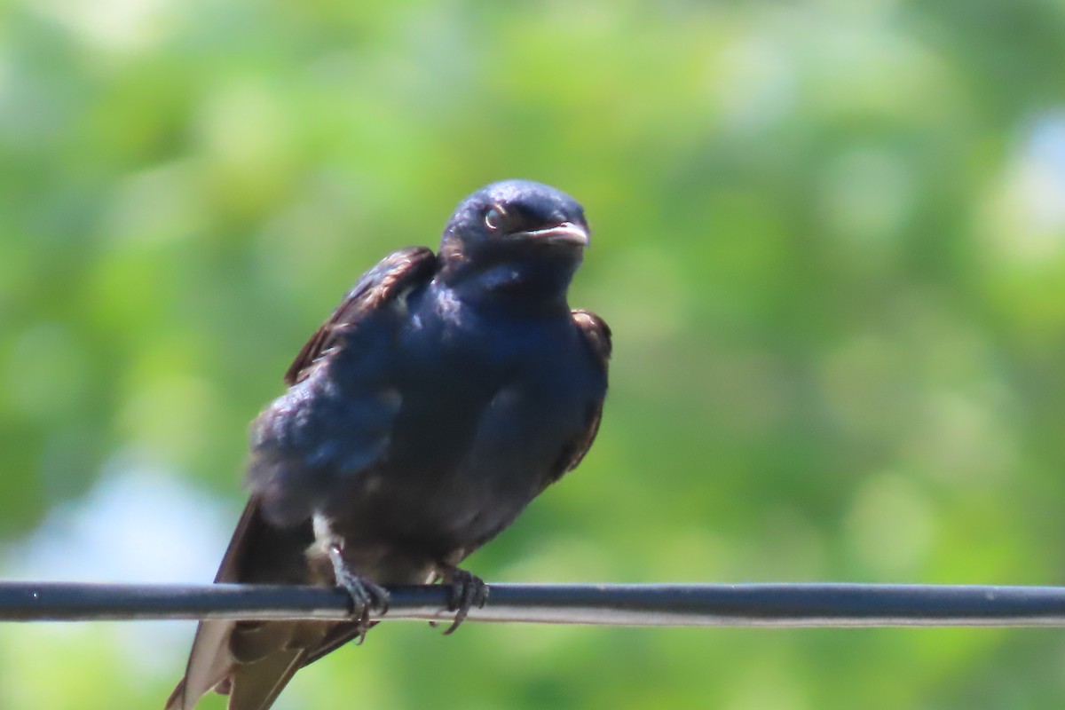 Purple Martin - ML620682940