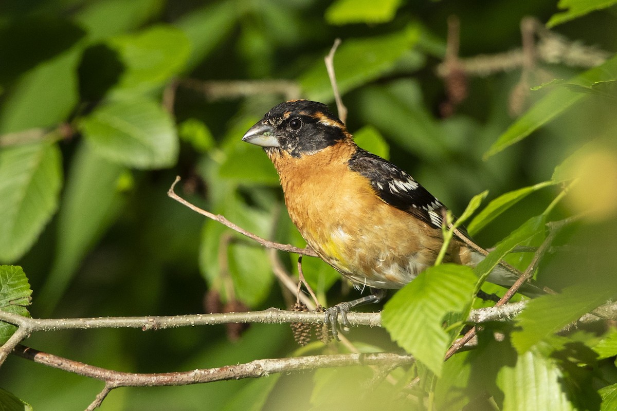 Cardinal à tête noire - ML620682941