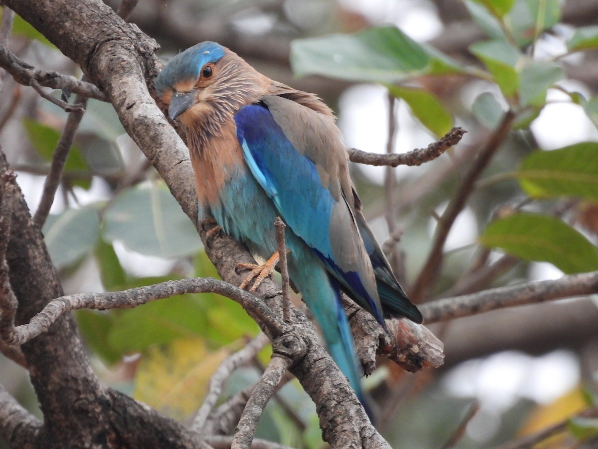 Indian Roller - ML620682942