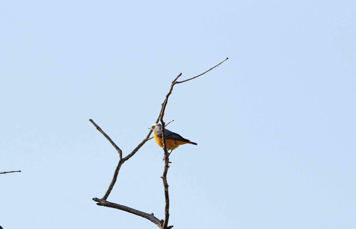 Short-toed Rock-Thrush - ML620682943