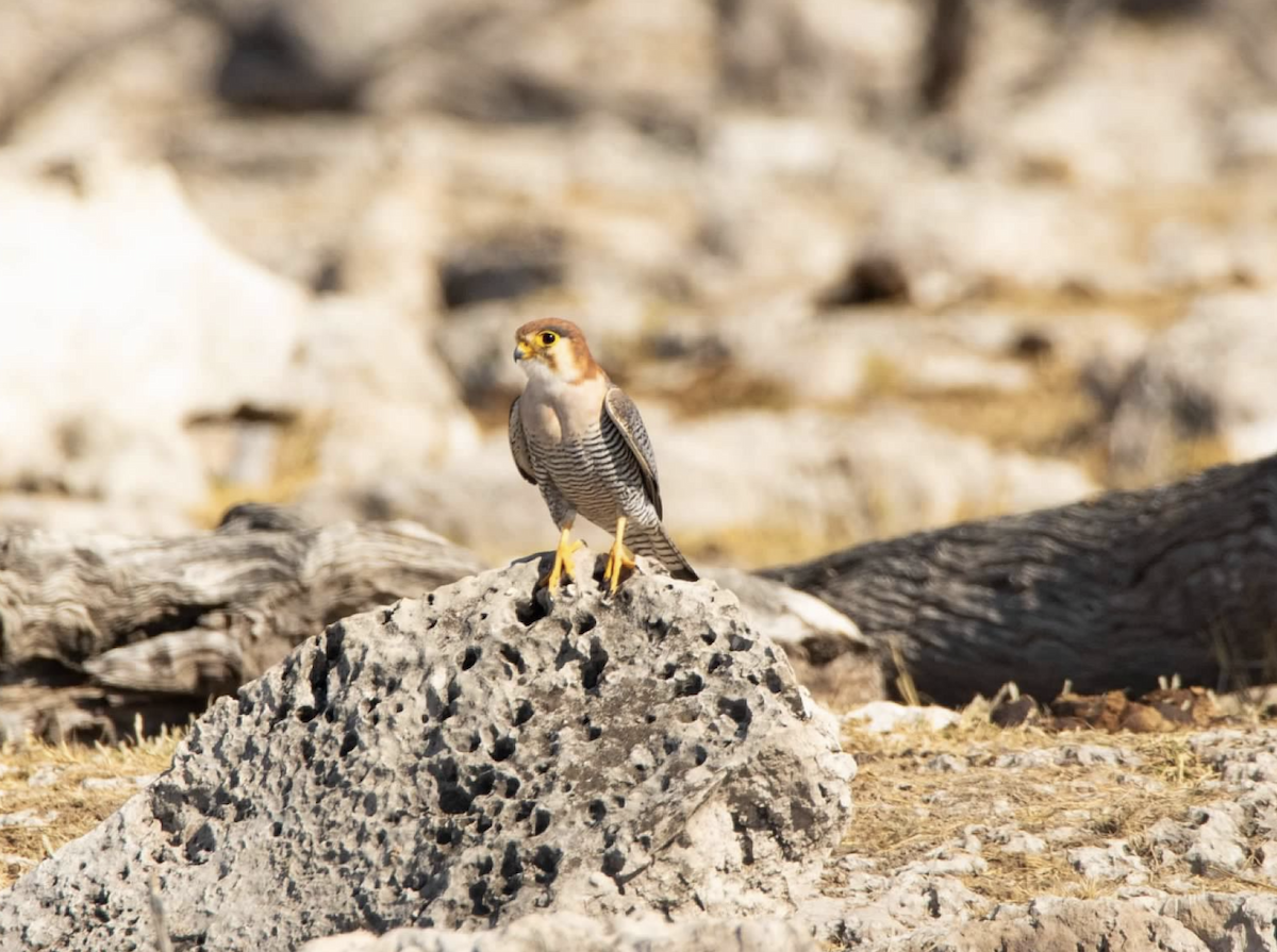 Red-necked Falcon - ML620682945