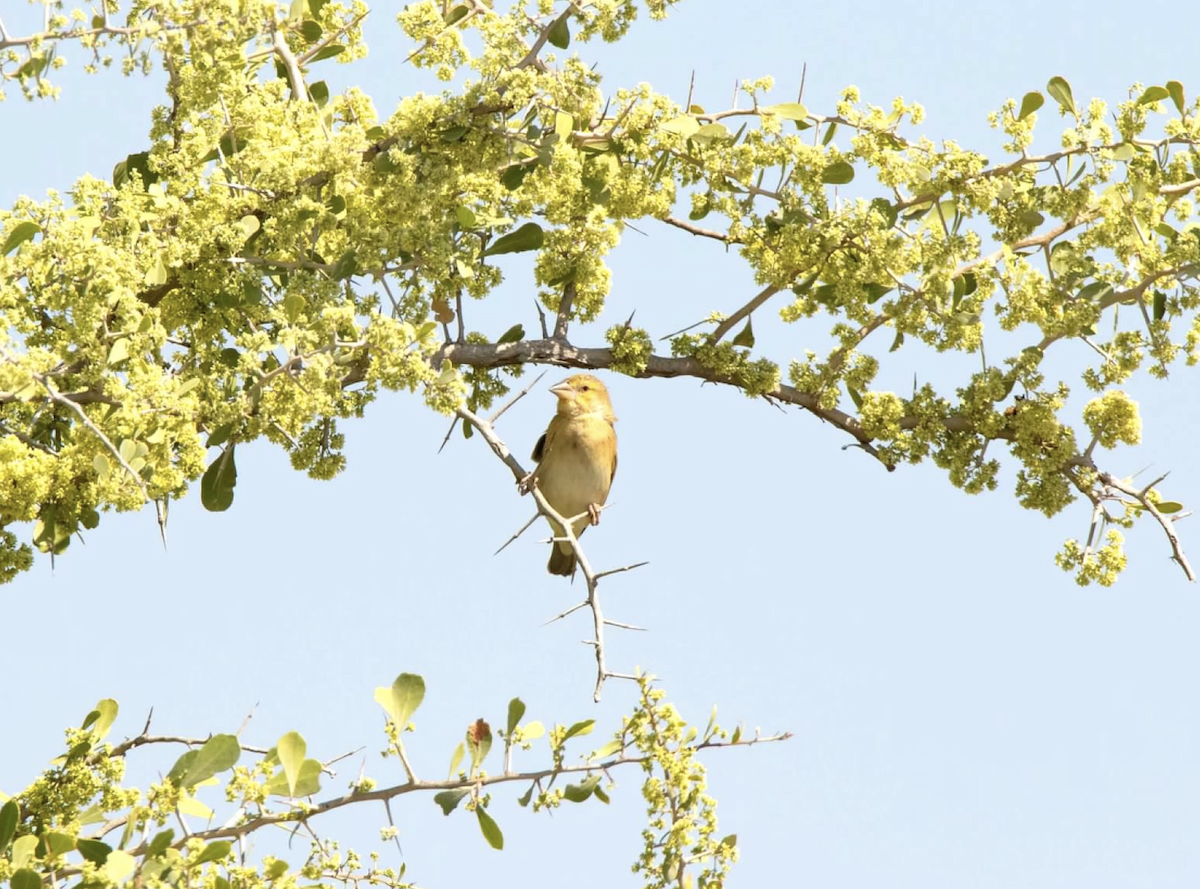 Southern Masked-Weaver - sheila rowe