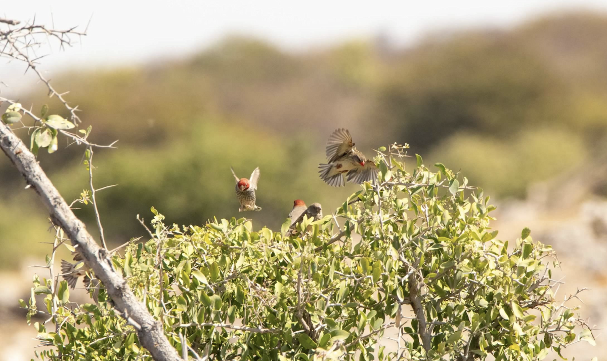 Red-headed Finch - ML620682949