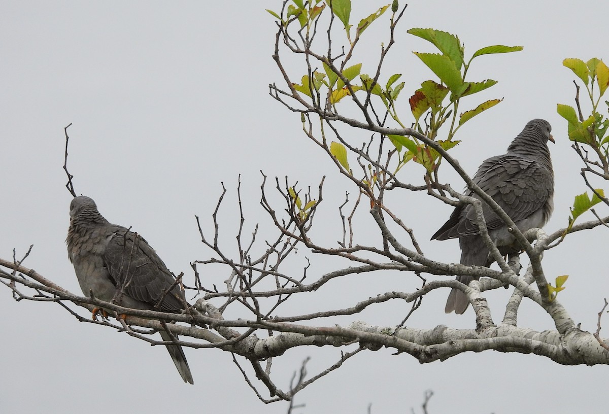 Band-tailed Pigeon - ML620682957