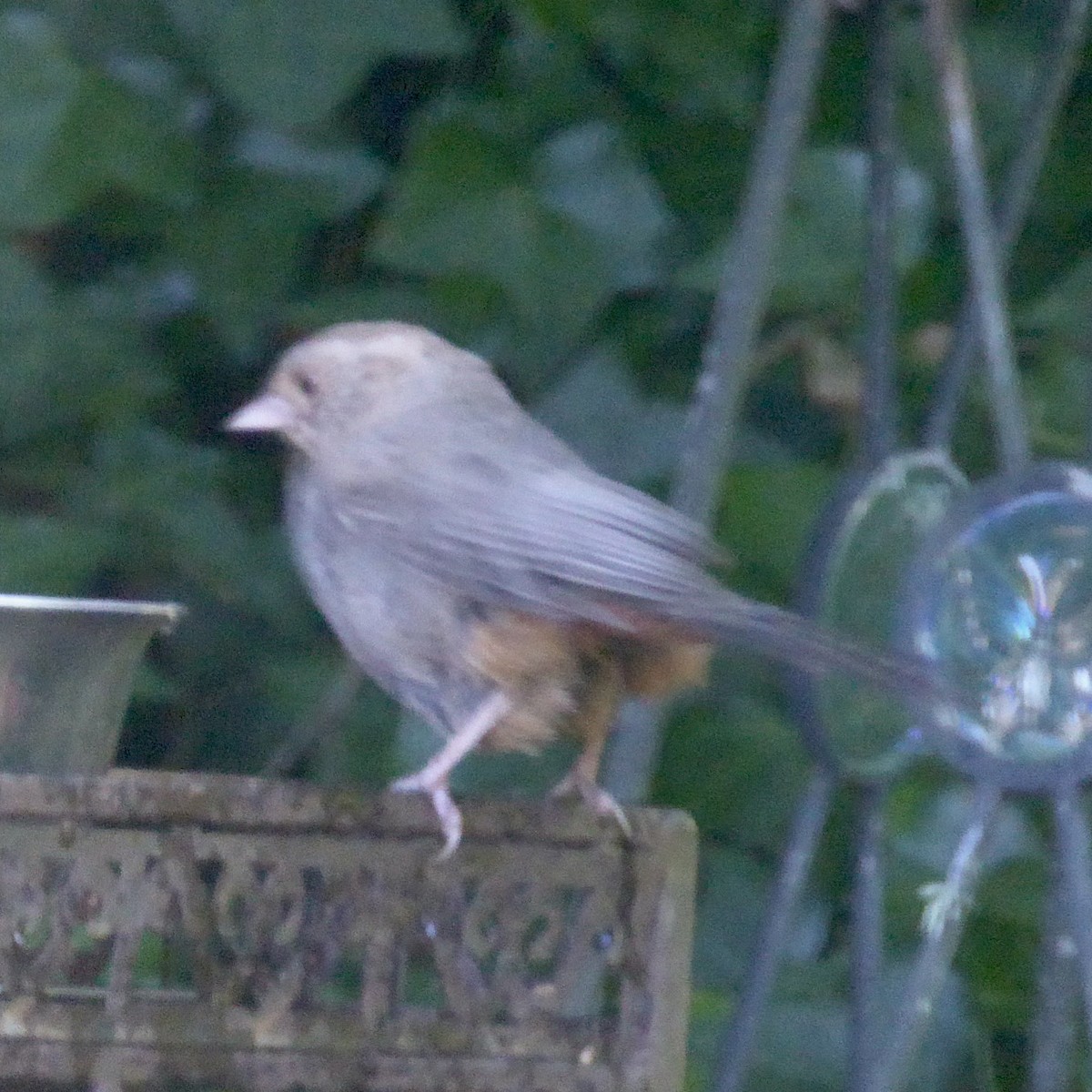 California Towhee - ML620682960