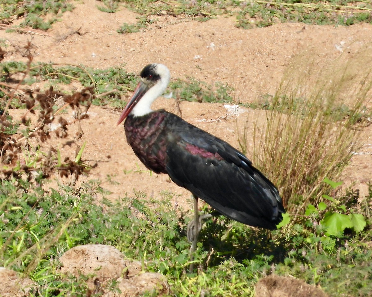 African Woolly-necked Stork - Kisa Weeman