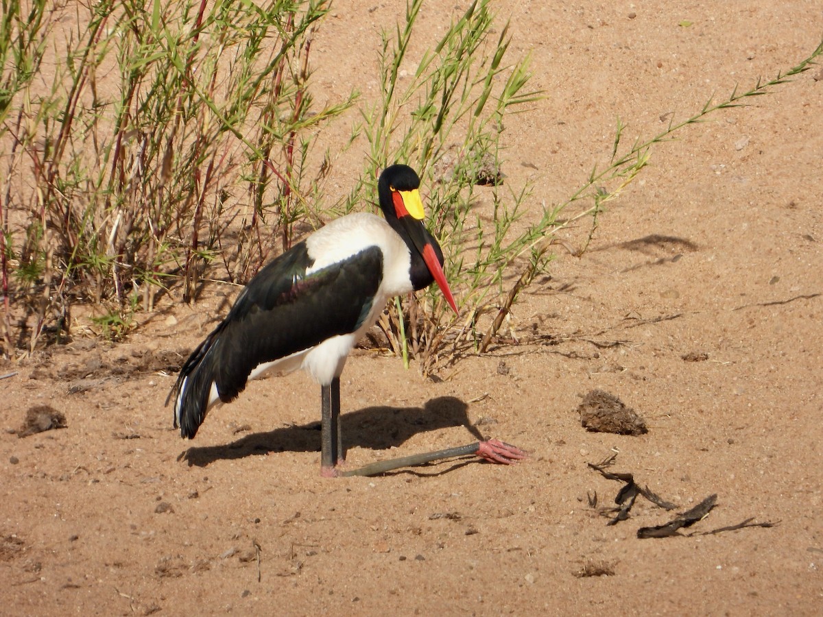 Saddle-billed Stork - ML620682962