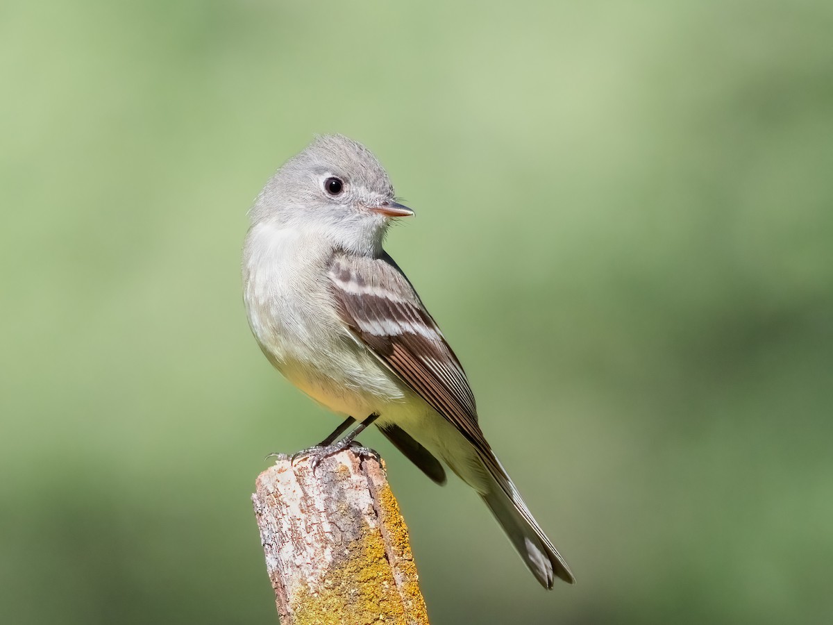 Hammond's Flycatcher - ML620682964