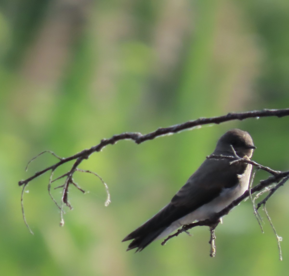 Hirondelle à ailes hérissées - ML620682965