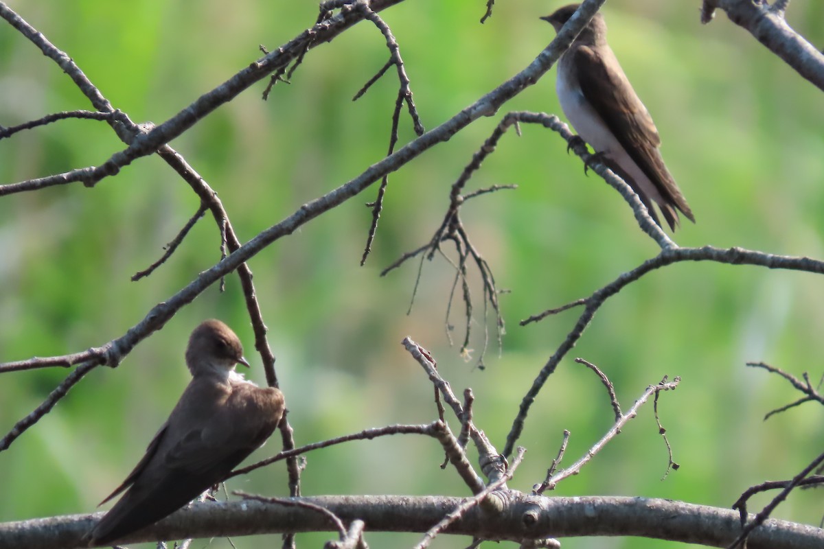 Northern Rough-winged Swallow - ML620682966