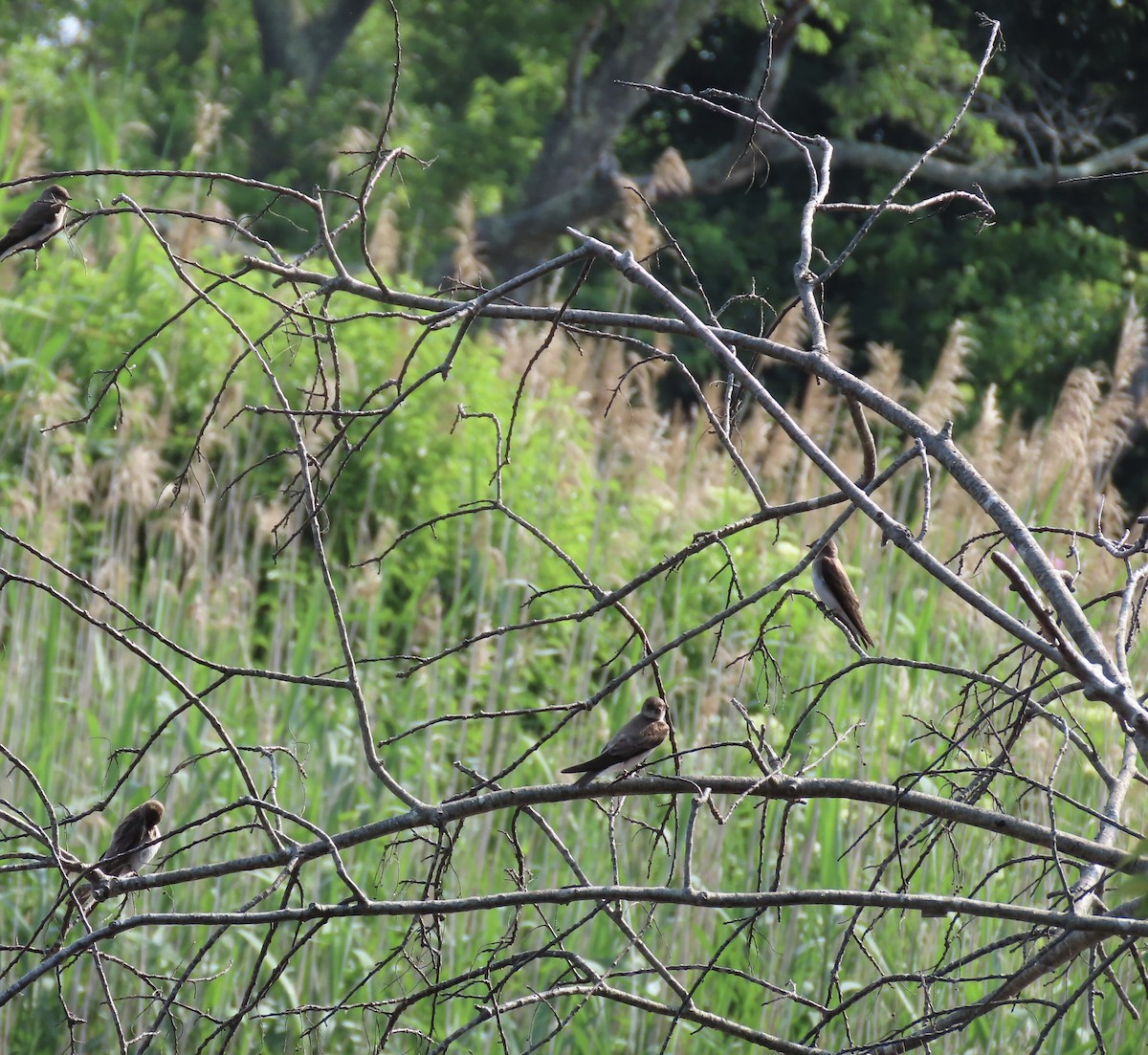 Northern Rough-winged Swallow - Kathleen Rawdon