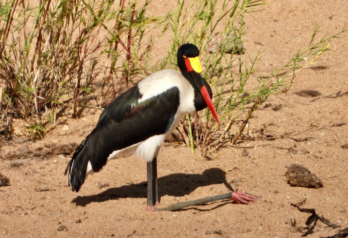 Saddle-billed Stork - ML620682968