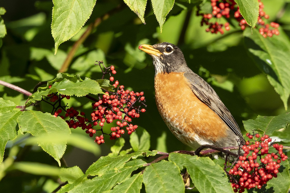 American Robin - ML620682970