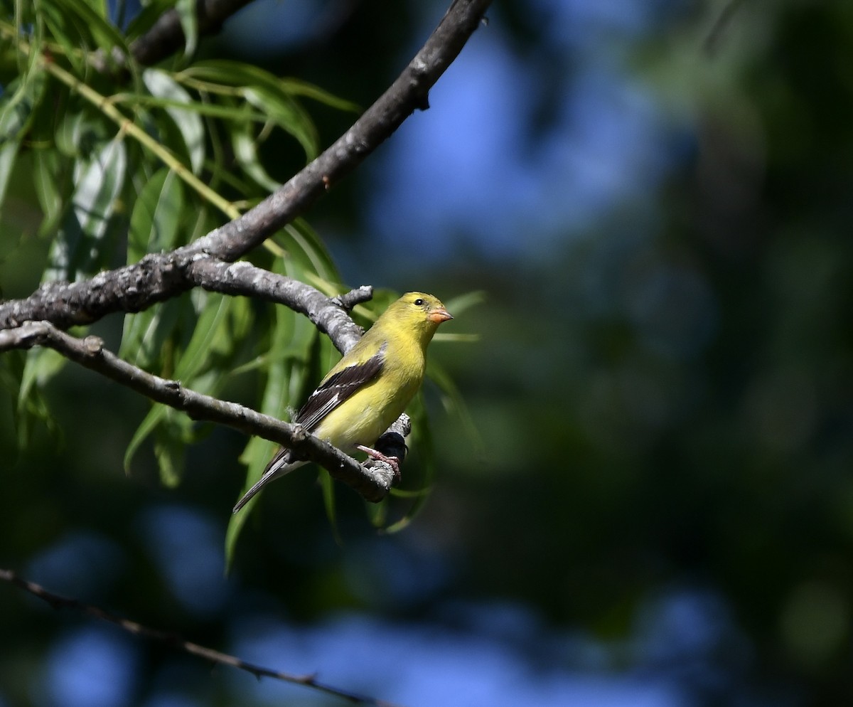 American Goldfinch - ML620682971