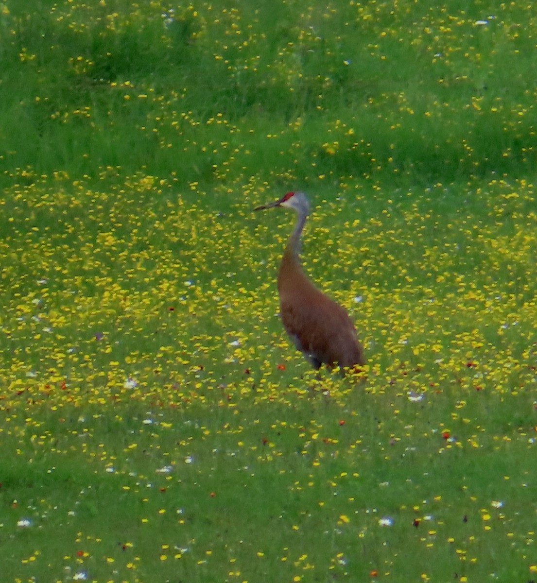 Sandhill Crane - ML620682973