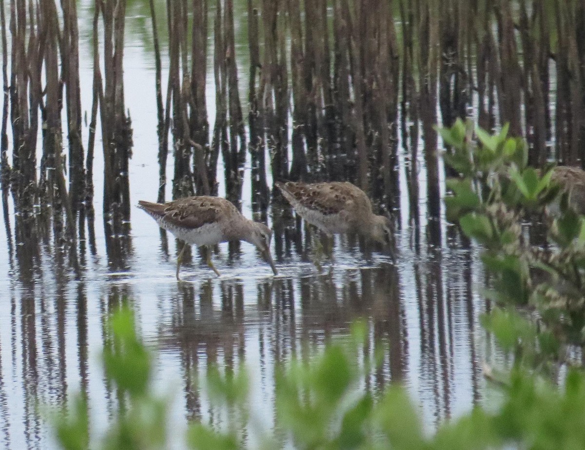 Long-billed Dowitcher - ML620682975