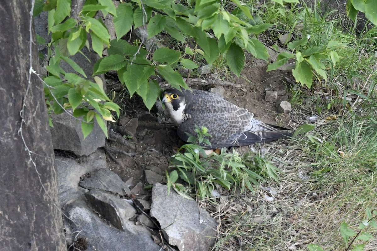 Peregrine Falcon - ML620682981