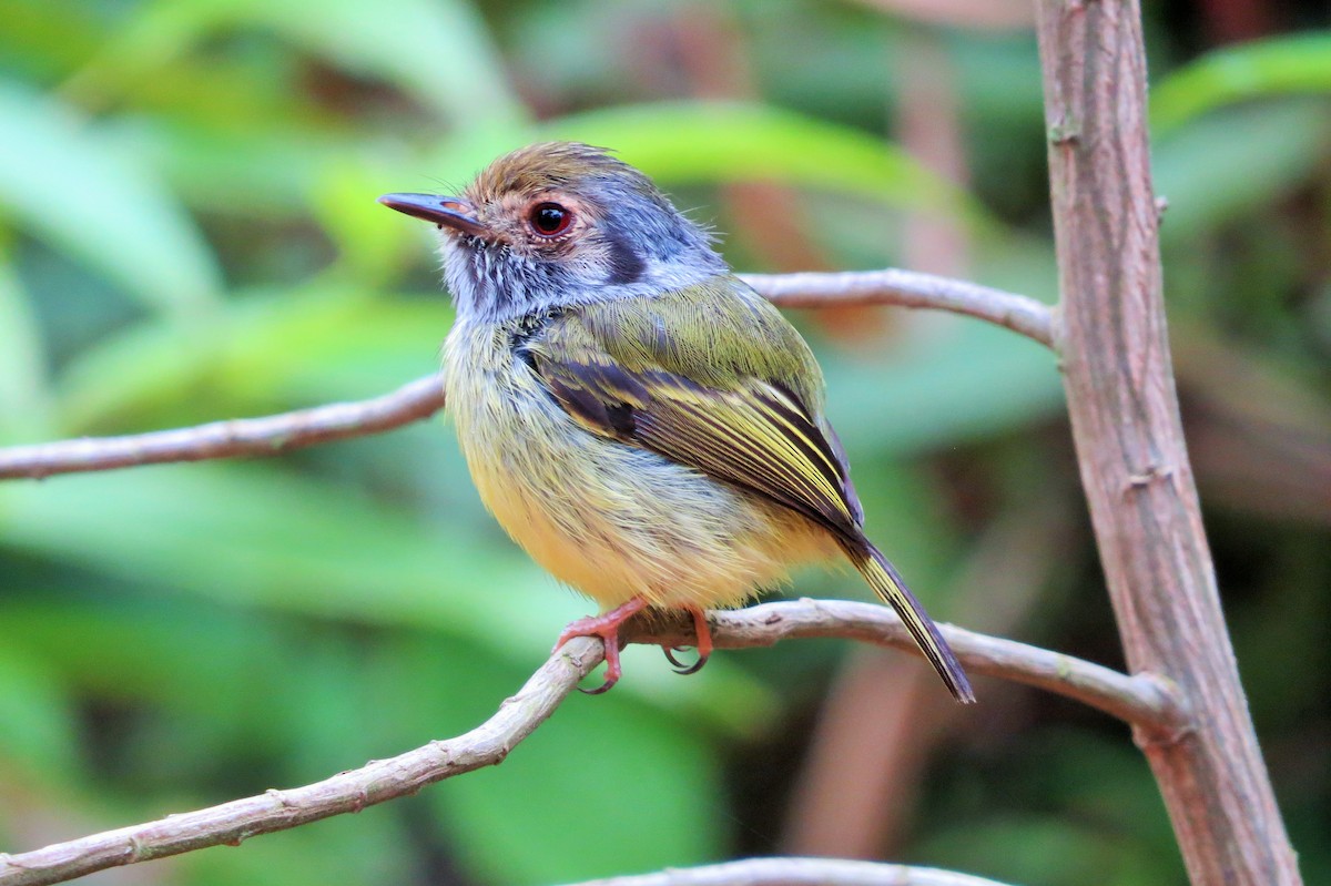 ミミグロコビトタイランチョウ - ML620682982