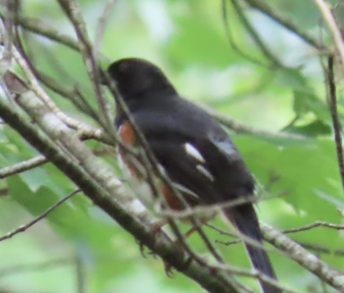 Eastern Towhee - ML620682983