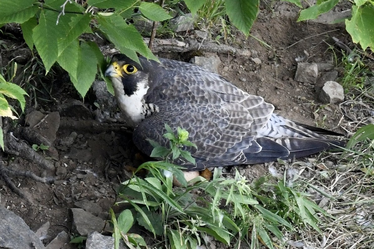 Peregrine Falcon - ML620682985