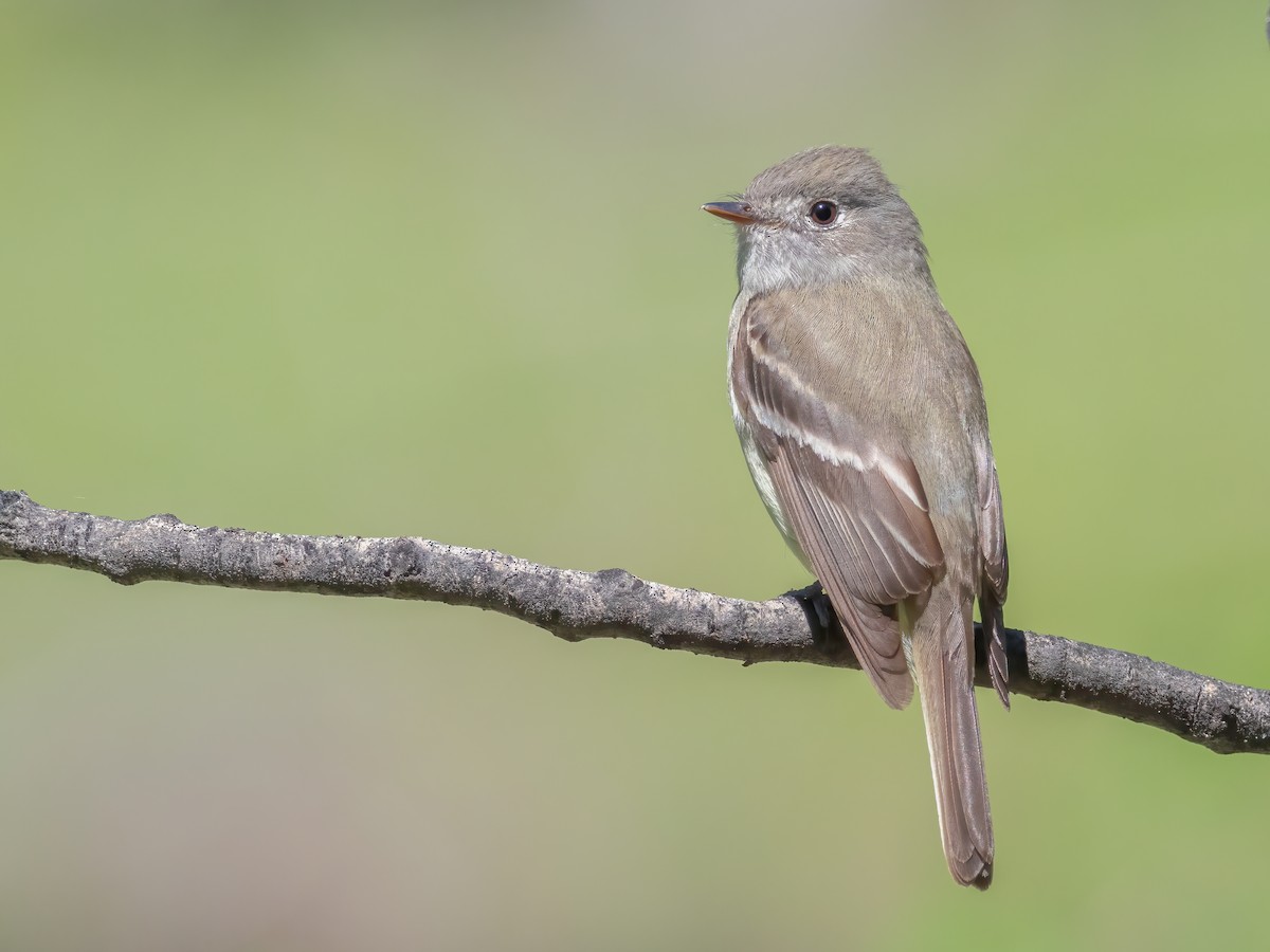 Hammond's Flycatcher - ML620682987