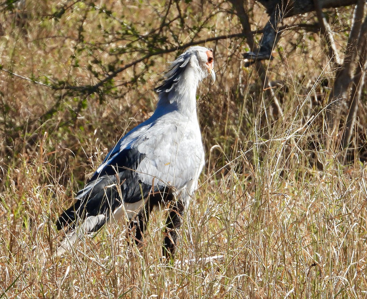 Secretarybird - ML620682990