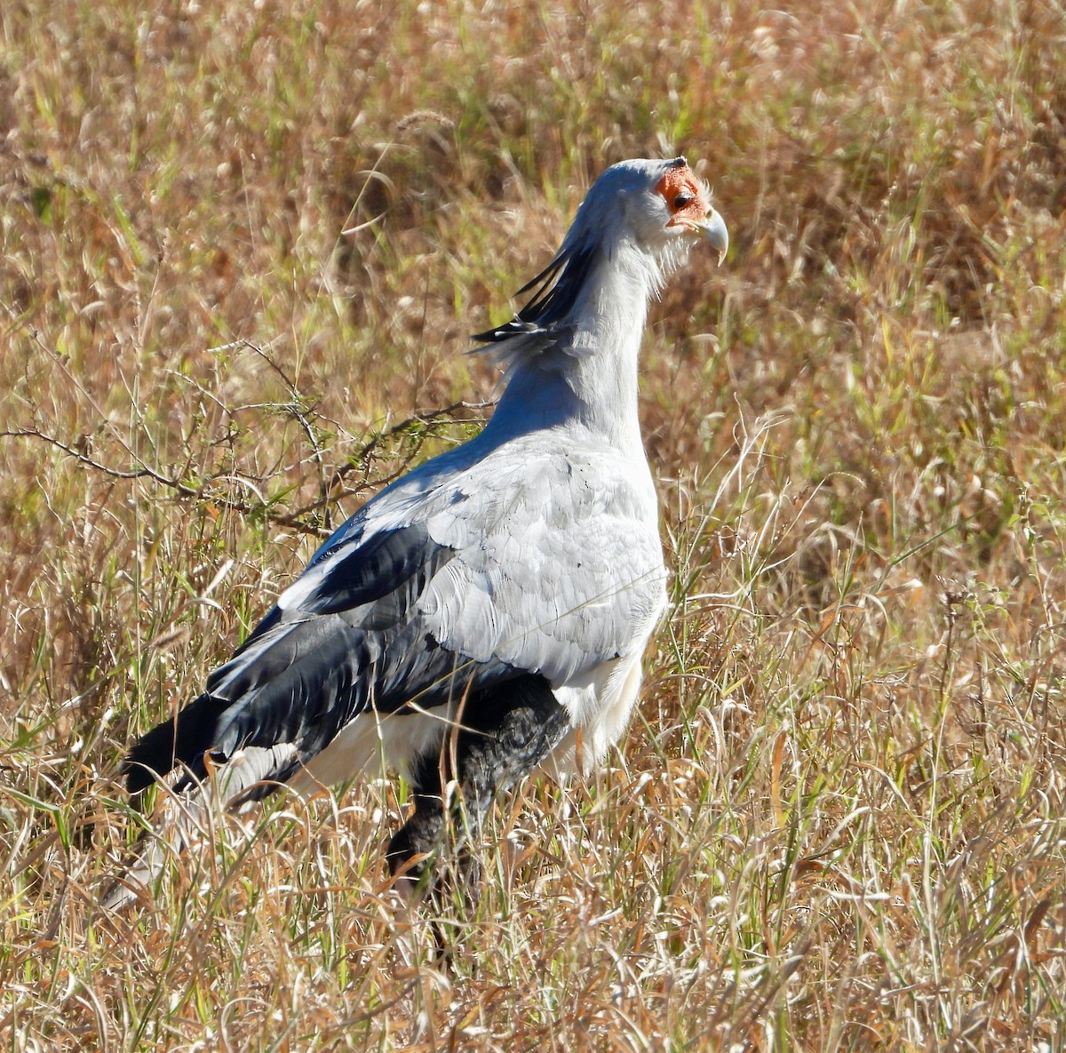 Secretarybird - ML620682992