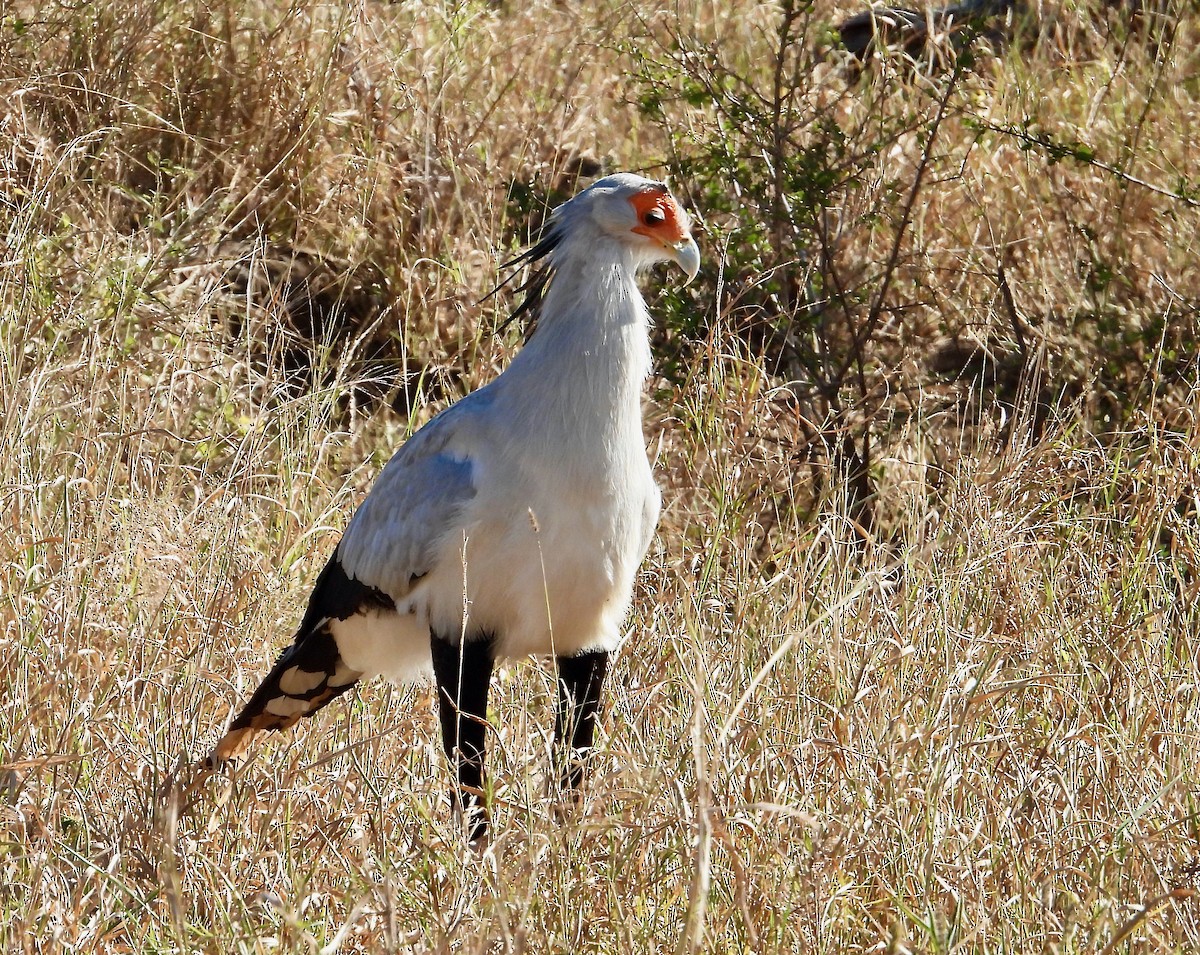 Secretarybird - ML620682993