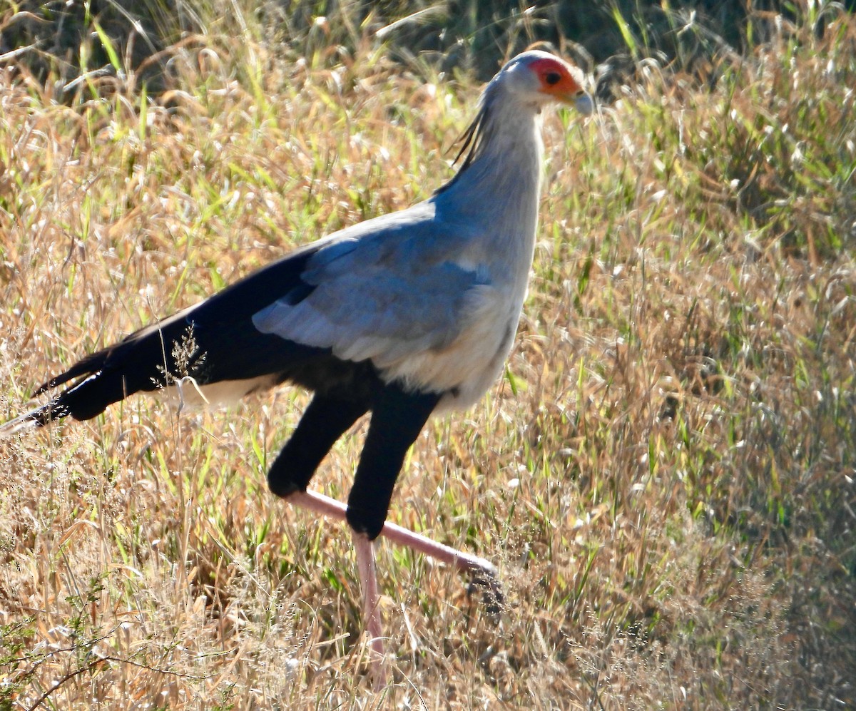 Secretarybird - ML620682994