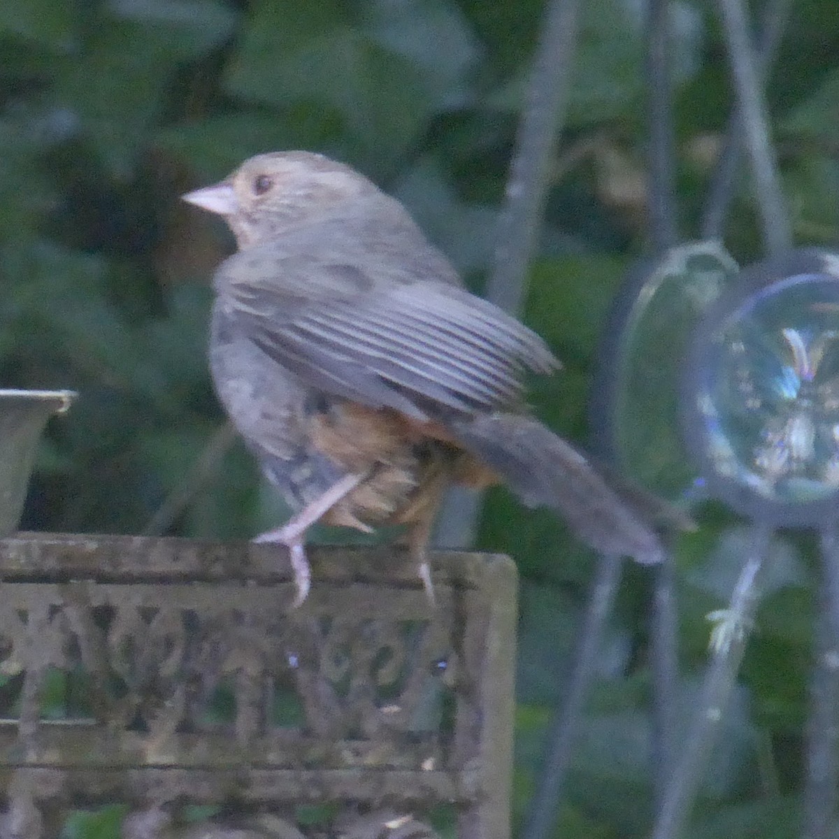 California Towhee - ML620682995