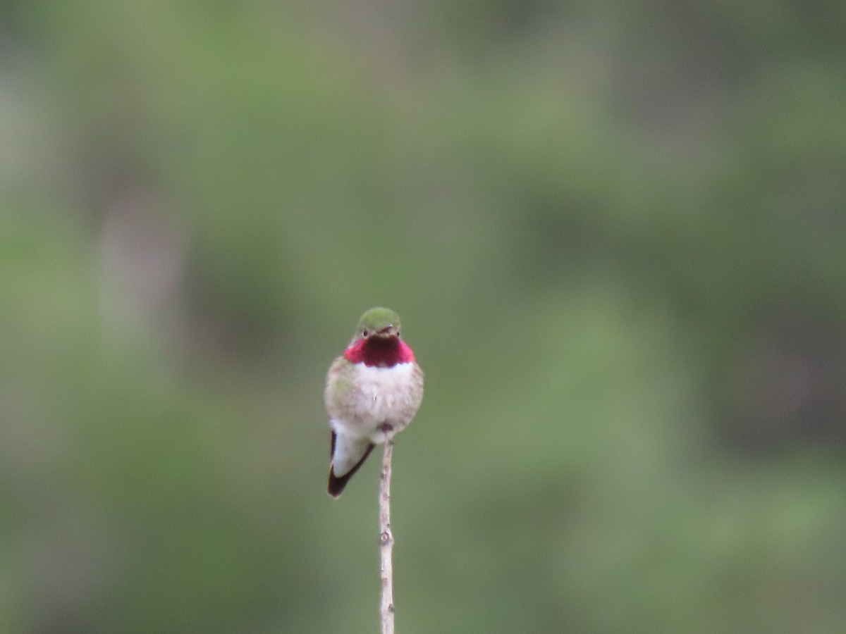 Broad-tailed Hummingbird - ML620682996