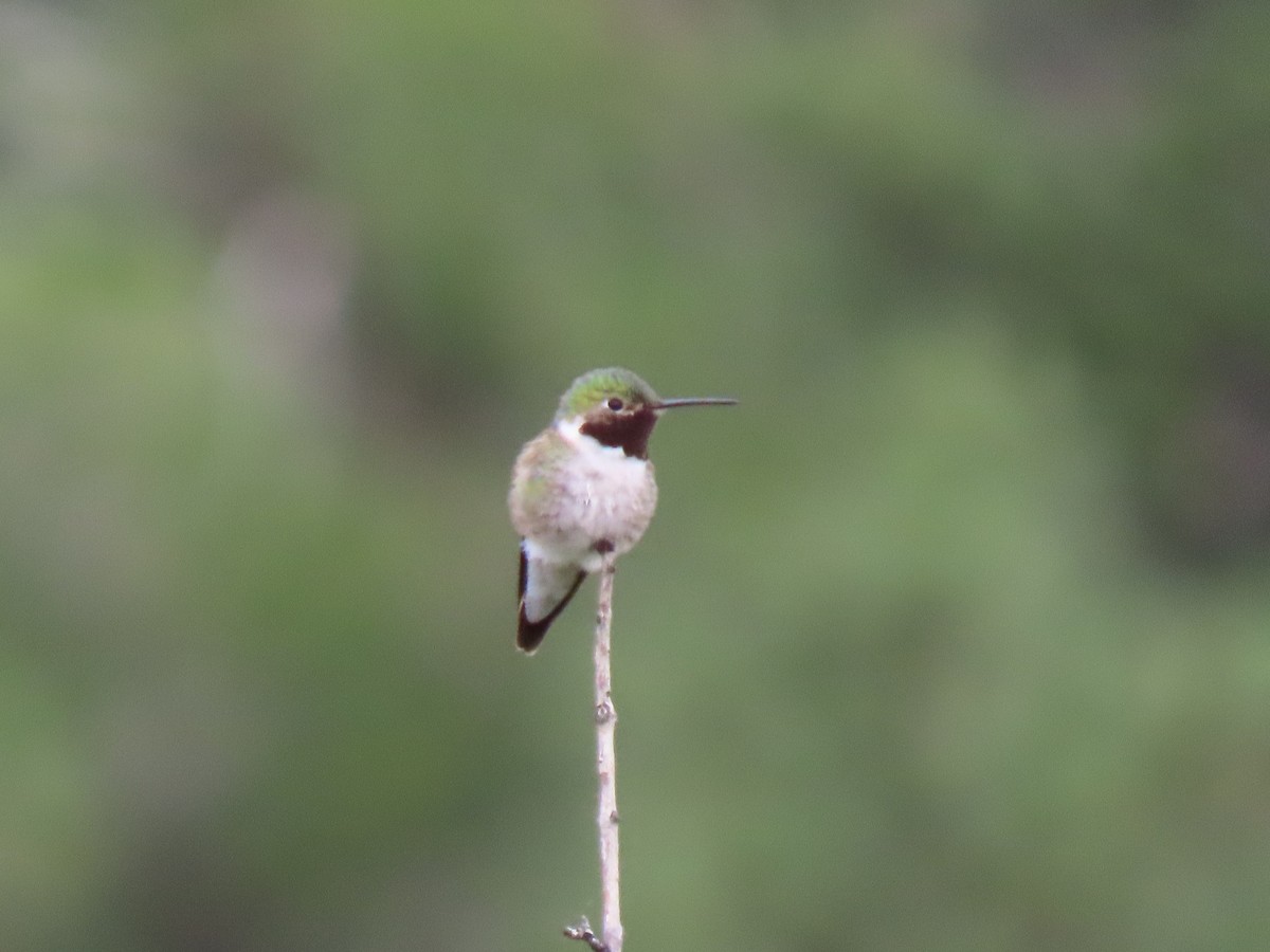 Broad-tailed Hummingbird - ML620682997