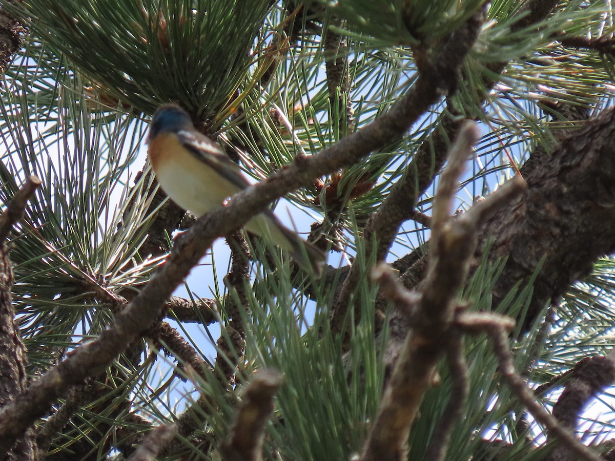 Lazuli Bunting - ML620683004