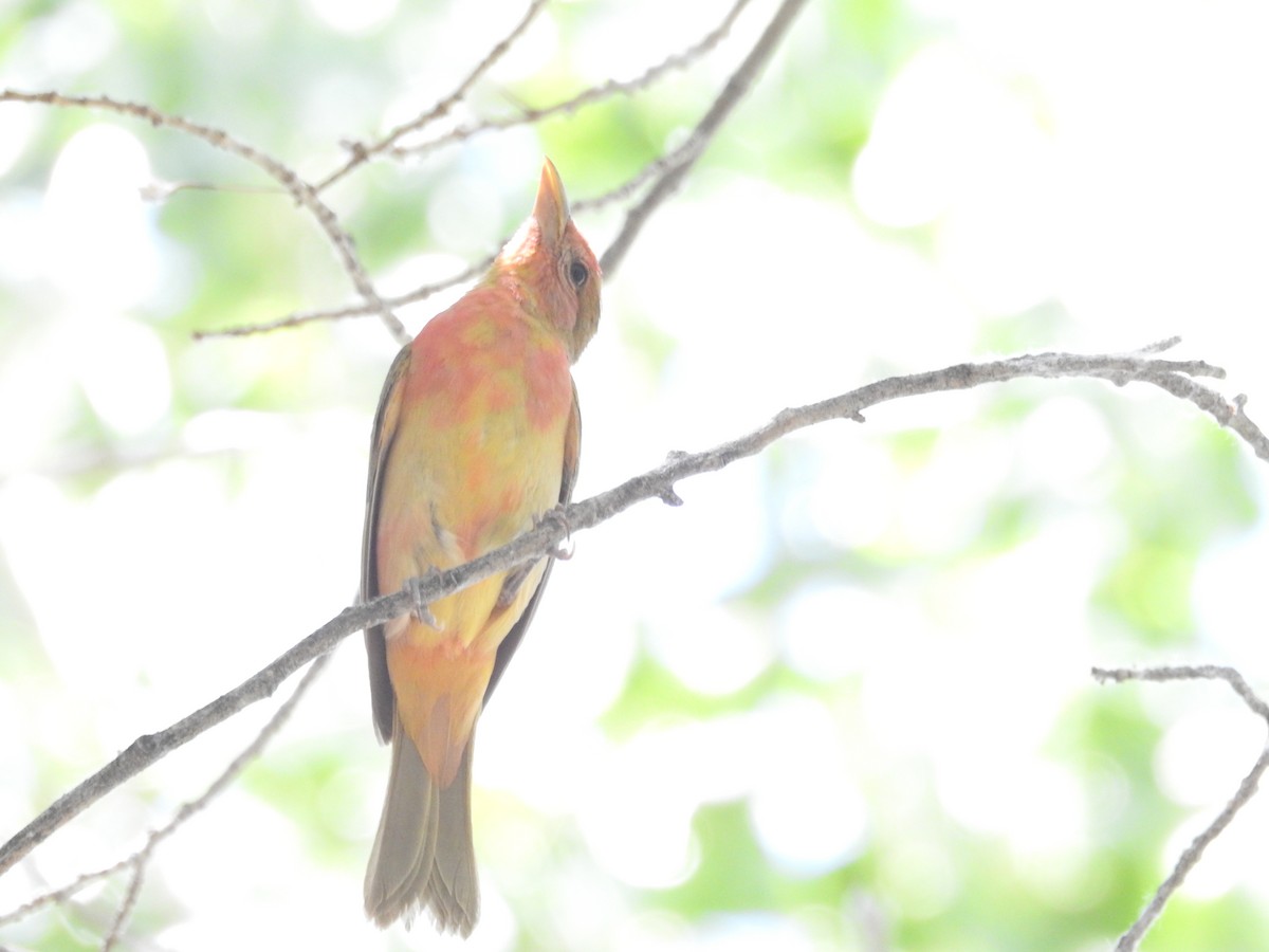 piranga ohnivá - ML620683005