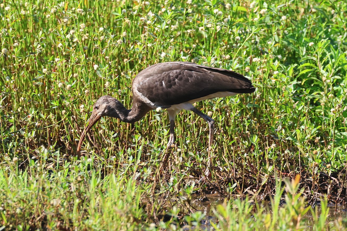 White Ibis - Stan Chapman